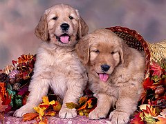 Golden Thanksgiving